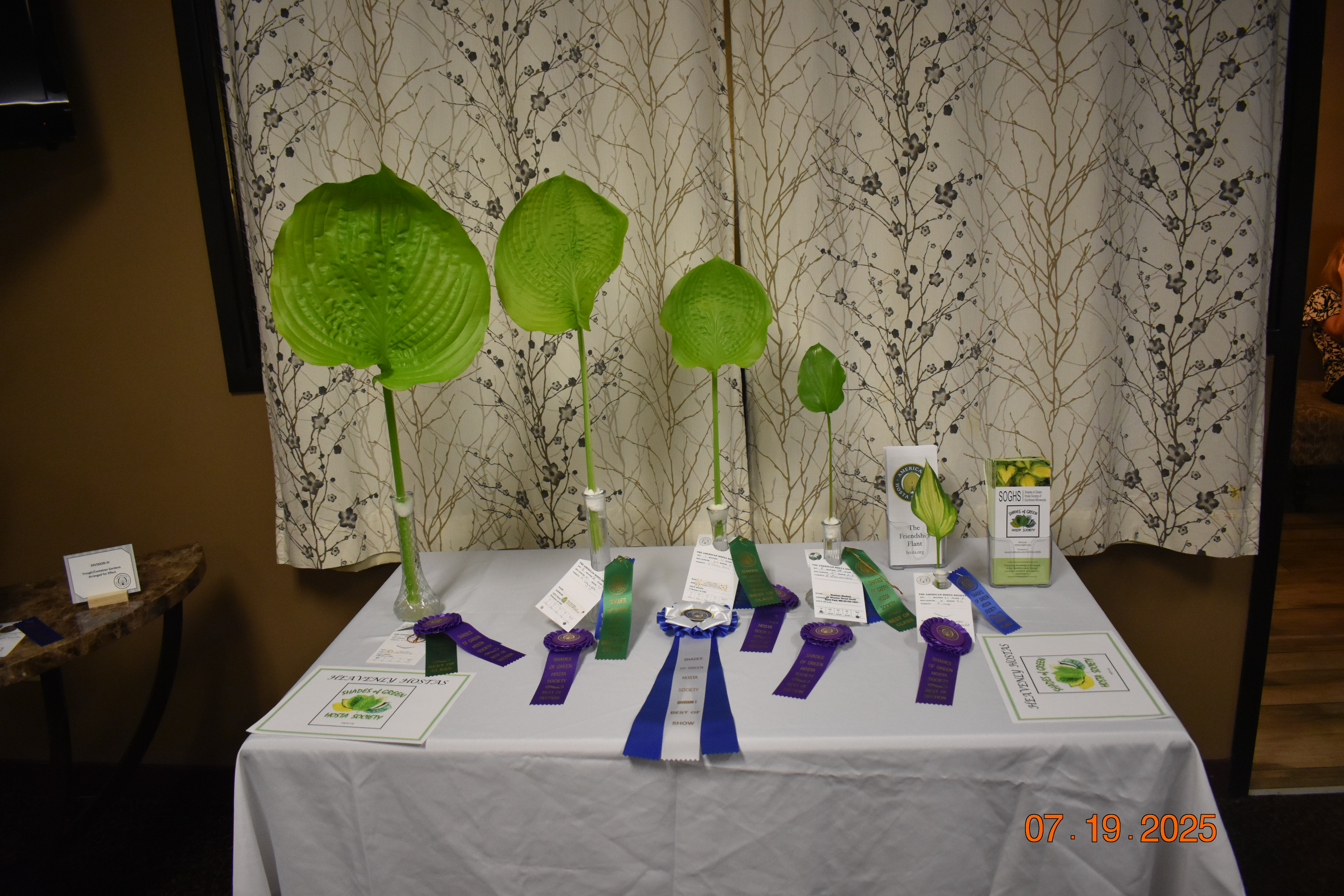 hosta show 2